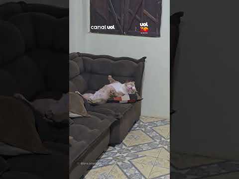 Lana não resistiu ao barulho da chuva e tirou um cochilo na melhor posição possível: a da rã!