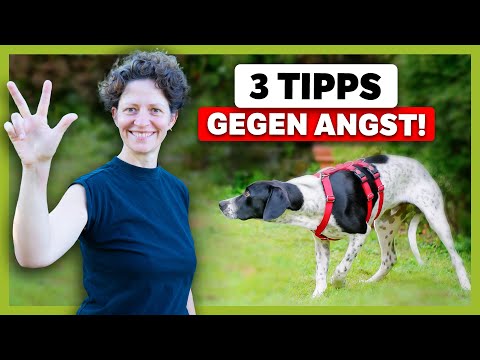 ÄNGSTLICHER Hund? 3 Tipps für JEDE Situation!