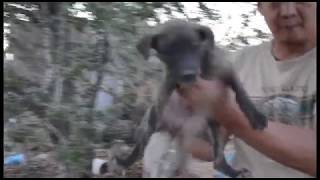 Rescue puppies from abandon house