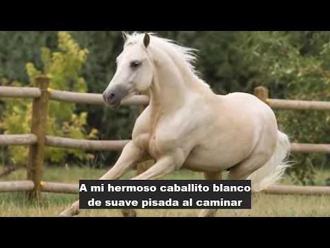LOS EMBAJADORES CRIOLLOS - CABALLITO BLANCO (letra)
