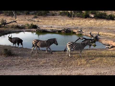Djuma: Zebras and Nyala bulls get a cool drink  - 15:52 - 08/14/18