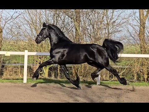 Stal Okkema's Onyx - Menne x Stendert - Ster stallion - 2020 - 1.68m