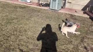 Video preview image #1 Chihuahua-Unknown Mix Puppy For Sale in Minneapolis, MN, USA