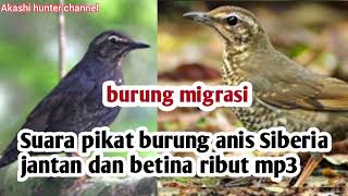 Download lagu Suara pikat burung anis Siberia jantan dan betina ribut mp3 mp3 Download lagu Suara pikat burung anis Siberia jantan dan betina ribut mp3 mp3