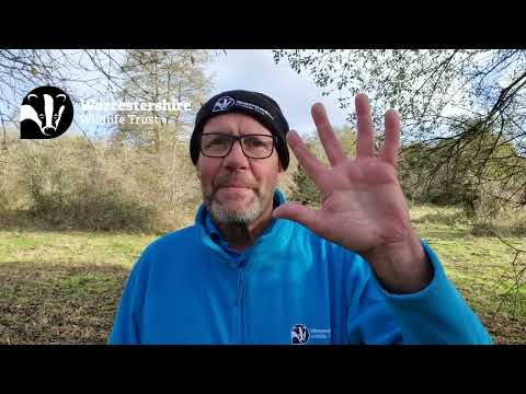 Seasonal spot...siskin