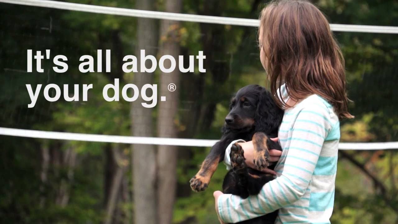 It's All About Your Dog - DogWatch Hidden Fences