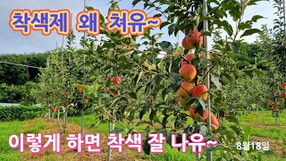 착색제 안치고 사과 착색 잘나게 하는 4가지 방법