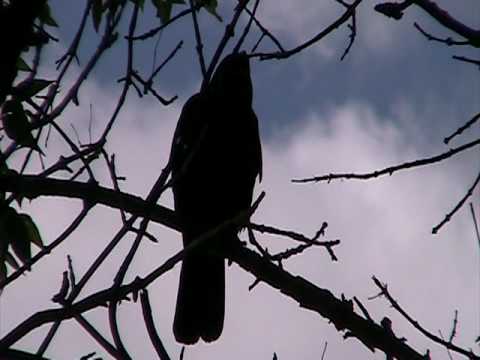 Vrana krátkozobá (Corvus brachyrhynchos) — správanie, biotop a hlas