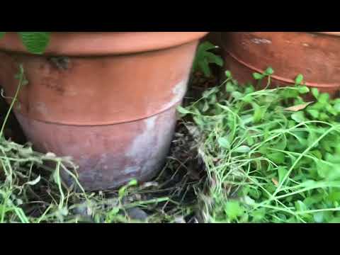 Kurapia Part 2 - 1 Year Later