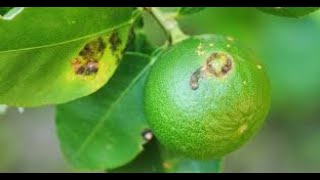 1)Organic Mela.2)Canker disease mngt in lemon.