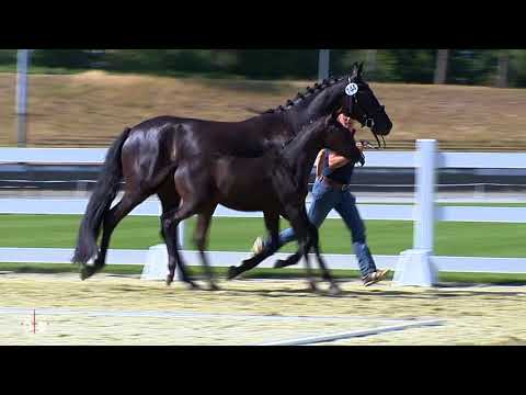 Hengstfohlen v. Secret/ Fürst Wilhelm