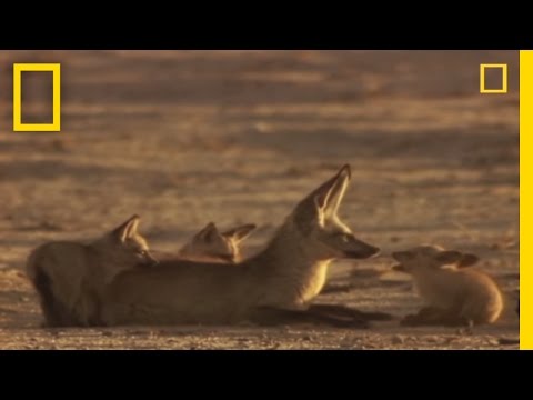 Bat-Eared Foxes | National Geographic