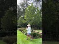London Planetree A Great Tree For Your Garden Tree Gardening Treeplanting Fallgardening Fall