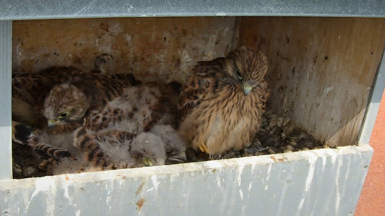 Live webcam view of Kestrel Nest Box Live Cam