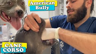 Bully ve Cane Corso Tehlikesi (!?) 🤔 Güçlü Köpek Irklarını Muayene Etm