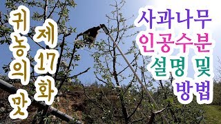 고품질사과 생산 꿀팁 실전~! 인공수분 방법 과 설명