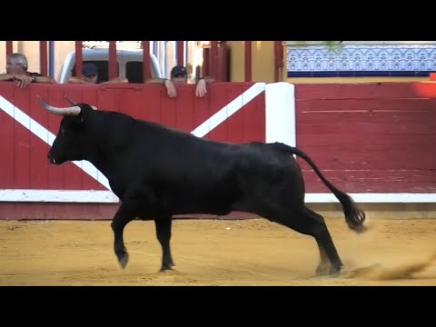 Pedrajas de San Esteban 2023 Concurso con Toros Bravos