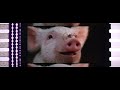 Charlotte S Web 2006 35mm Film Trailer Scope 4K