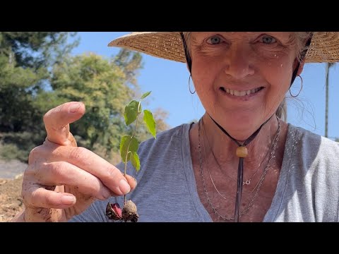 How to plant California native cherry tree, Prunus illicifolia lyonii pollinators, drought tolerant