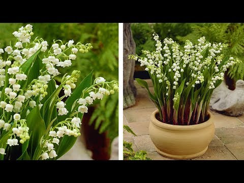 , title : 'How to Plant Lily of the Valley: Spring Garden Guide