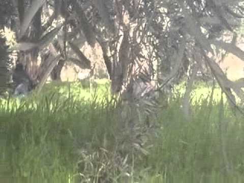 رباط عناصر كتيبة درع العاصي في قرية اليعقوبية في ريف حماة