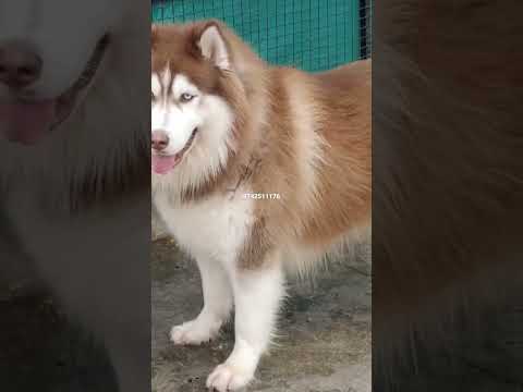 Biggest Wooly Coat Siberian Husky Dog | Wooly Coat Husky for Stud