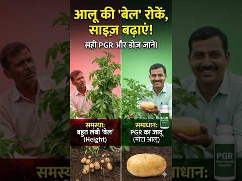 Aloo ka Size Kaise Badhaye? आलू फुलाने का जादुई तरीका! #shorts #alookikheti Best PGR for Potato crop
