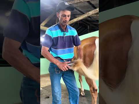 Get New PonyTail In 20 Seconds #asmr #horse #farrierlife #satisfying #oddlysatisfying