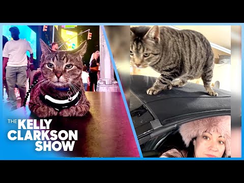 Cat Survives 100-Mile Road Trip On Top Of Car!