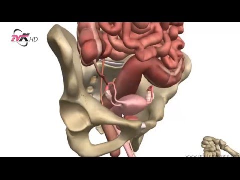 Mrekulli shkencore në Kuran -  Zanafilla e palcës nervore