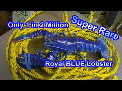 One in two Million Super Rare Royal Blue Lobster