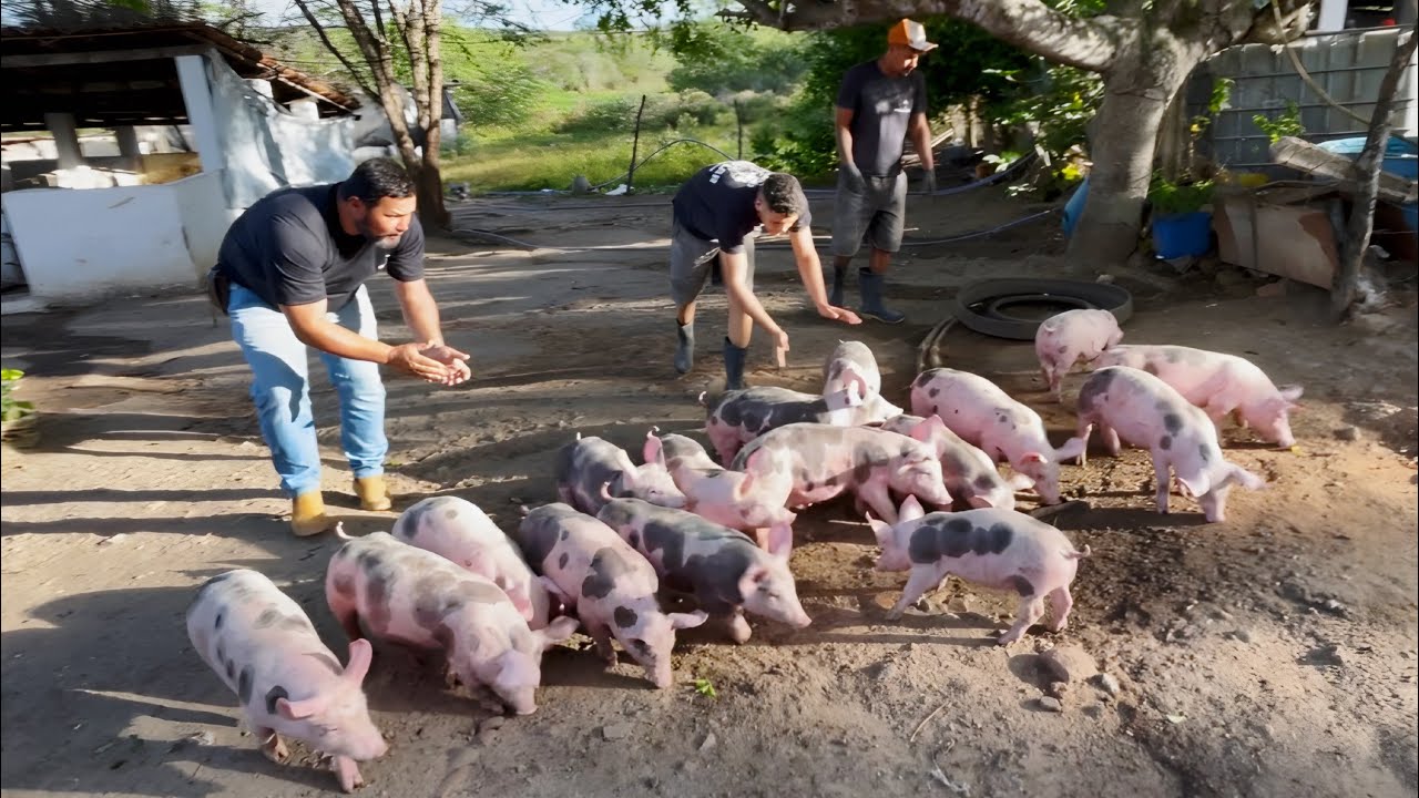 NOVIDADES NA GRANJA: DESCEMOS OS PIETRAIN DA CRECHE + NOVA CRECHE +FINALIZAMOS QUADRO DE VACINAÇÃO