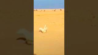 the falcon attacks the geese,#shortsvideo #feedshorts