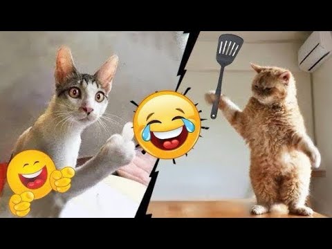 Vidéo drôle à mourir de rire 2024 | essayer de ne pas rire challenge !