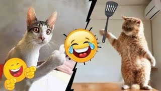 Miniature vidéo