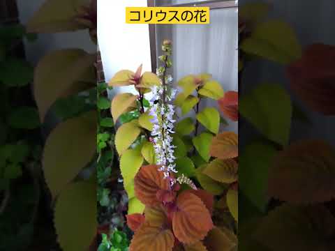園芸 コリウス、コリオール