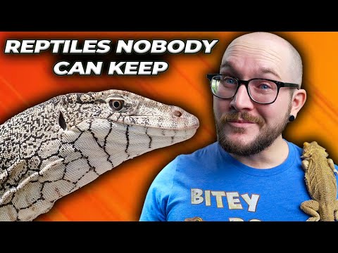 5 Reptiles NOBODY Can Own as Pets! Get These Instead!