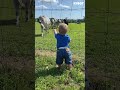 Here come the cows! Yay! #shorts #cow #farm #animals #friends