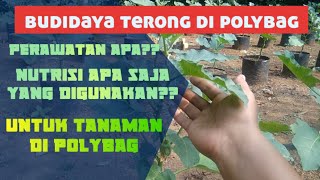 Tanaman terong di polybag usia 30 HST pemupukan ke 4