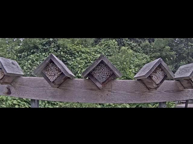 Live webcam view of Cámara del Hotel de Insectos