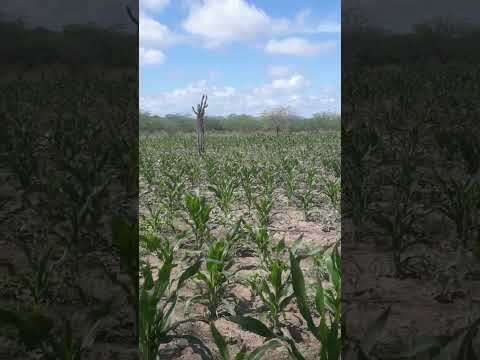 O trator gradiando A terra sítio umburana itaiba Pernambuco.