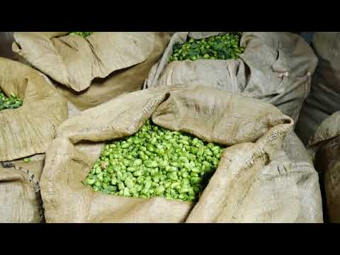 SUŠENÍ CHMELE V TRADIČNÍ  KOMOROVÉ SUŠÁRNĚ progres libx264