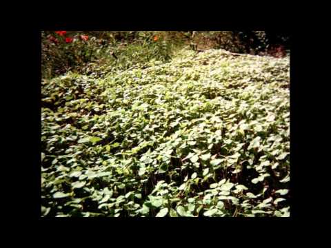Buckwheat Cover Crop Time Lapse Sept  1st  to Nov  1st , 2015