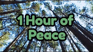 One Hour of Peaceful Instrumental Music with Nature Scenes | Calm Classroom & Mindful Moments