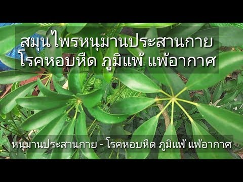 Corticosteroids สำหรับการรักษาของโรคสะเก็ดเงิน ภูมิแพ้โรคผิวหนังทารกแช่หลังจาก Advantan ปรากฏตัวอีกครั้ง