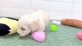 ハーフ犬の動画01