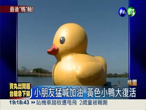 桃園小鴨大復活 12月游到基隆港
