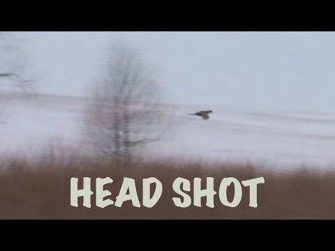 Falconry pheasant headshot. Game hawking.