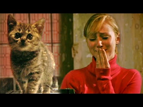 Could You Kill A Kitten? - Derren Brown