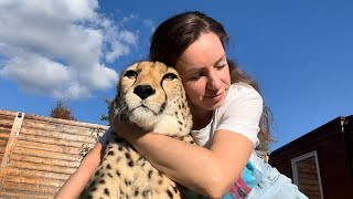 Обнимашки с ручным гепардом. Погрелись с Гердой под осенним солнышком